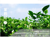 GS05 金帆牌  茉莉單樅茶 三角包果茶30g罐裝 原茶葉系列 2020新品